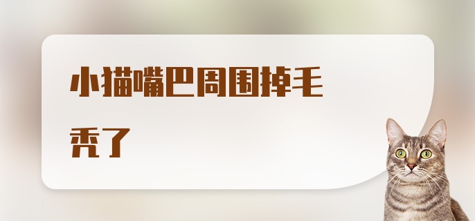 小猫嘴巴周围掉毛秃了