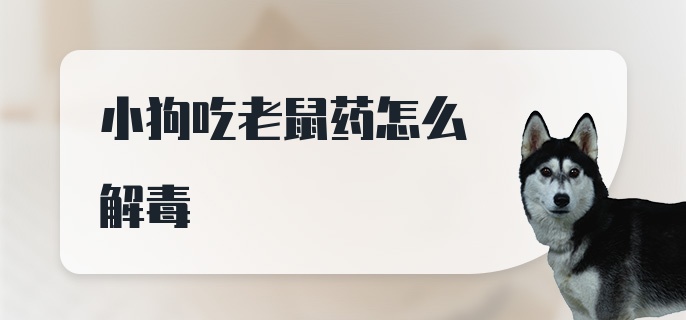 小狗吃老鼠药怎么解毒