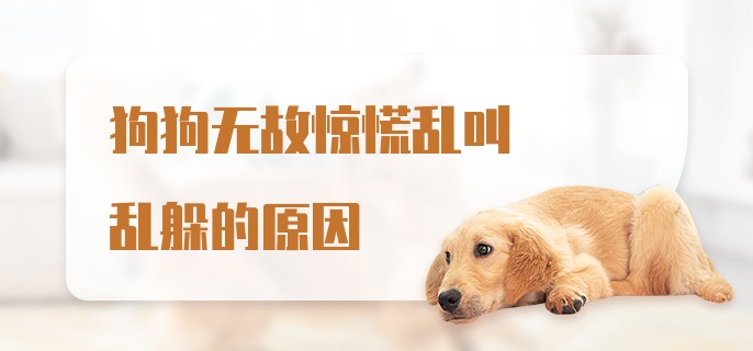 狗狗无故惊慌乱叫乱躲的原因