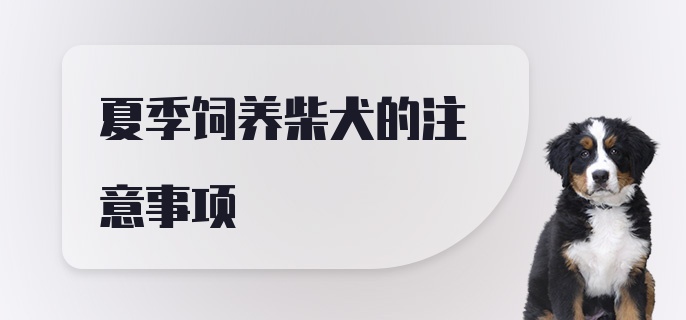 夏季饲养柴犬的注意事项