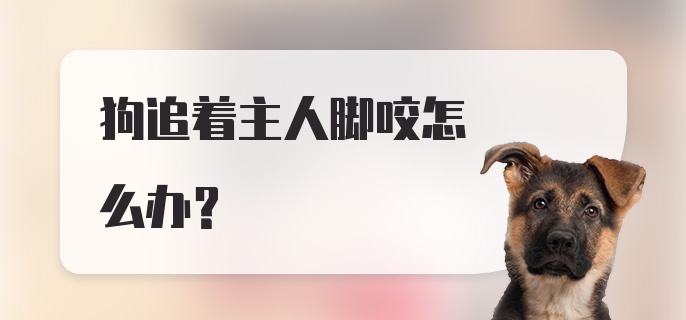 狗追着主人脚咬怎么办?