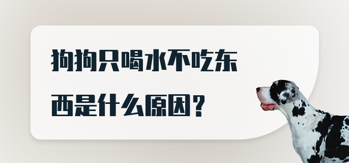 狗狗只喝水不吃东西是什么原因？