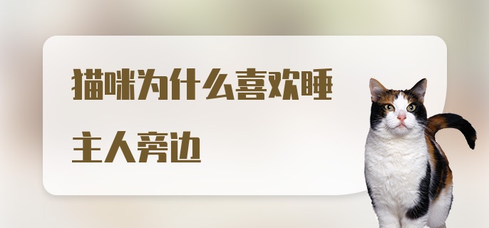 猫咪为什么喜欢睡主人旁边