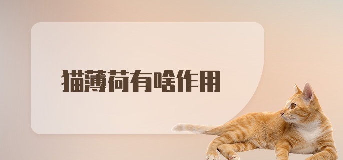 猫薄荷有啥作用