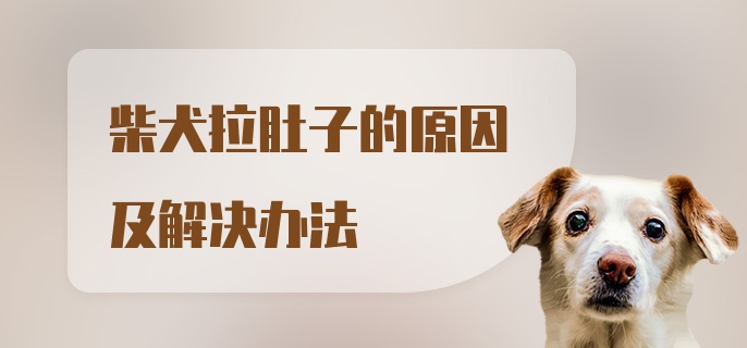 柴犬拉肚子的原因及解决办法