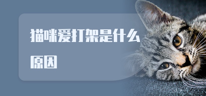 猫咪爱打架是什么原因