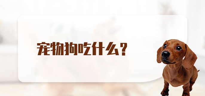 宠物狗吃什么?