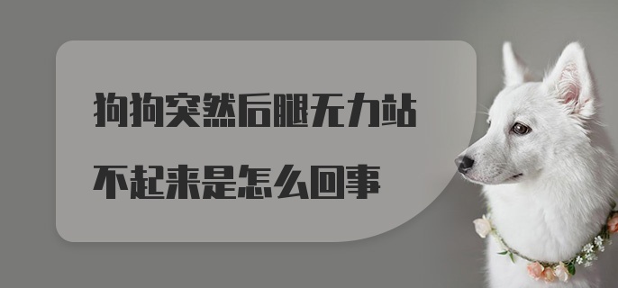 狗狗突然后腿无力站不起来是怎么回事