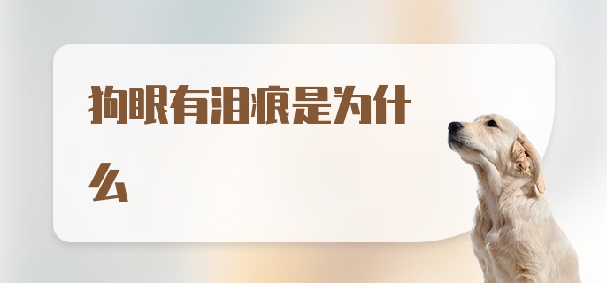 狗眼有泪痕是为什么