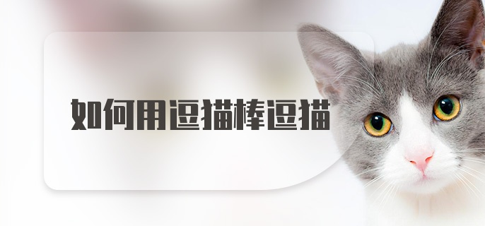 如何用逗猫棒逗猫