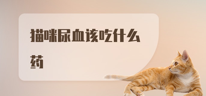 猫咪尿血该吃什么药