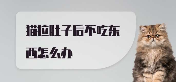 猫拉肚子后不吃东西怎么办