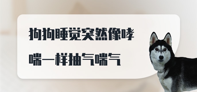 狗狗睡觉突然像哮喘一样抽气喘气