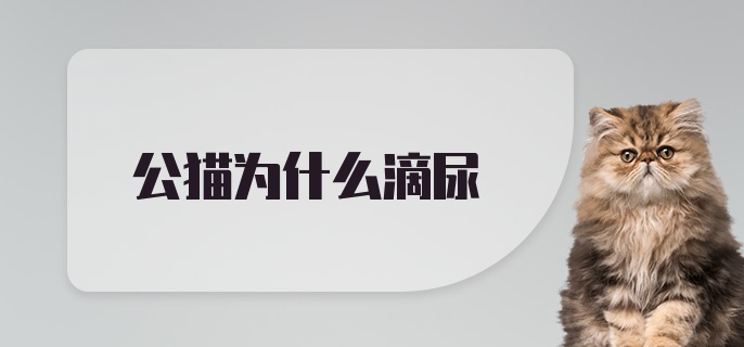 公猫为什么滴尿