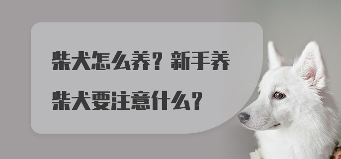 柴犬怎么养?新手养柴犬要注意什么?