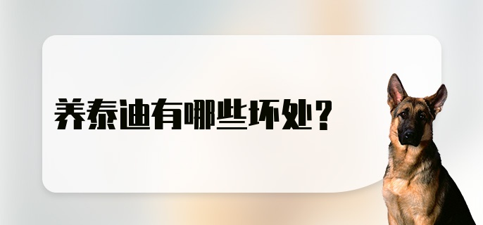 养泰迪有哪些坏处？