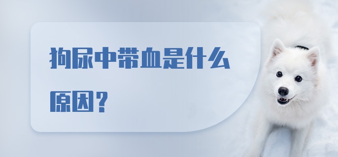 狗尿中带血是什么原因?