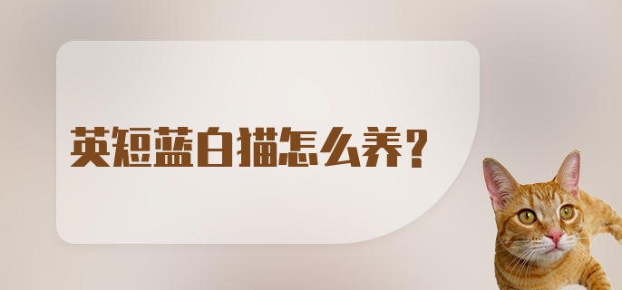 英短蓝白猫怎么养？