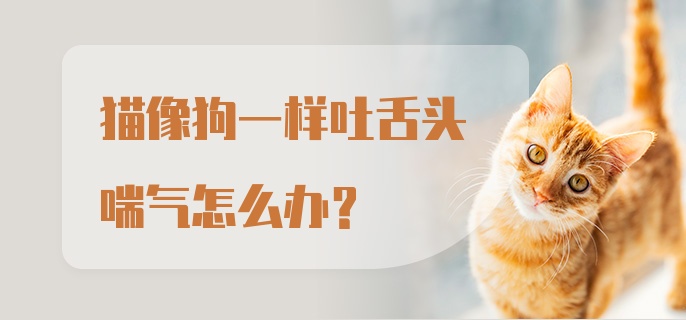 猫像狗一样吐舌头喘气怎么办？