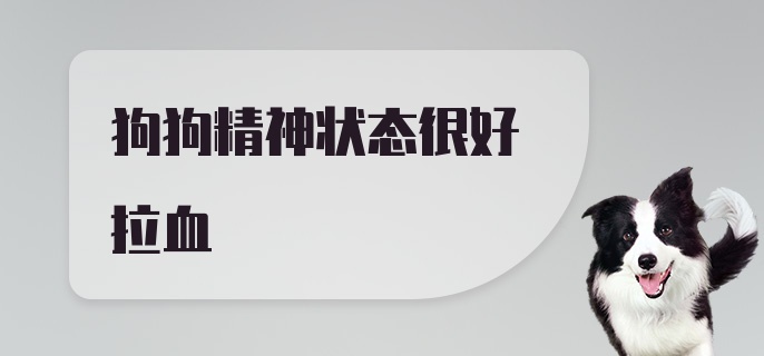 狗狗精神状态很好拉血