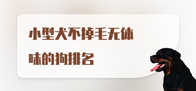 小型犬不掉毛无体味的狗排名