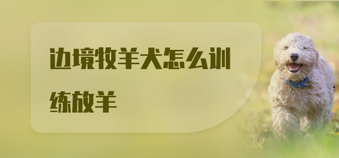 边境牧羊犬怎么训练放羊