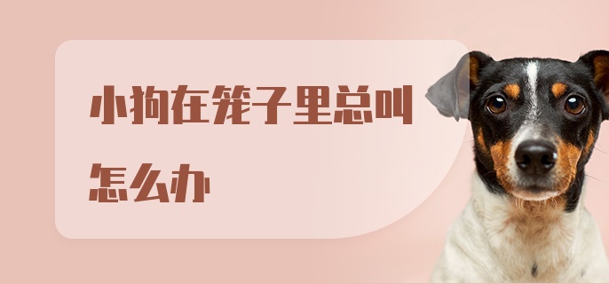 小狗在笼子里总叫怎么办