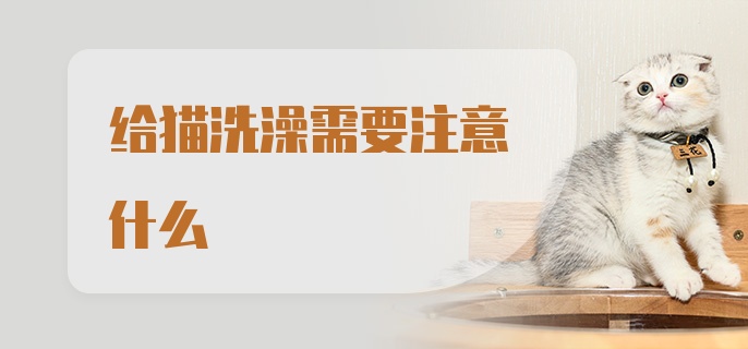 给猫洗澡需要注意什么