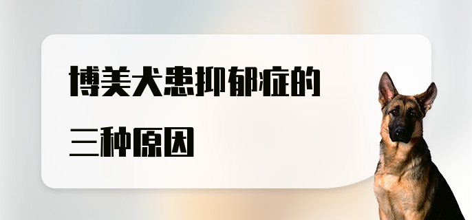 博美犬患抑郁症的三种原因