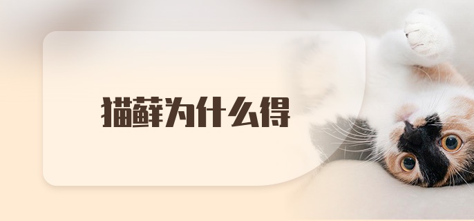 猫藓为什么得