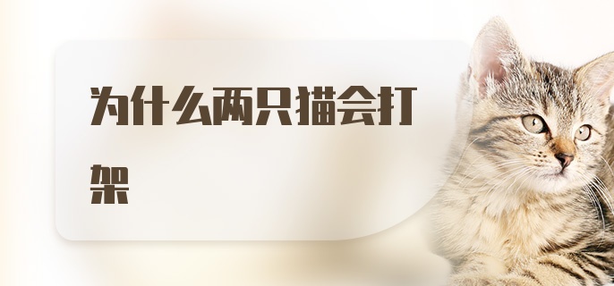 为什么两只猫会打架