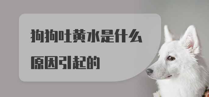 狗狗吐黄水是什么原因引起的