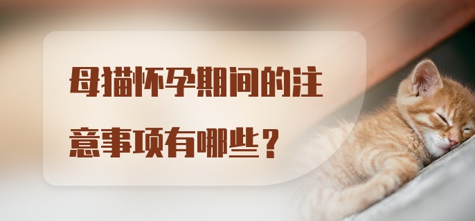 母猫怀孕期间的注意事项有哪些？