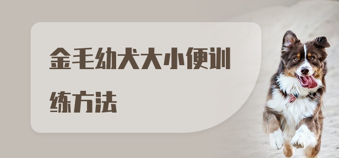 金毛幼犬大小便训练方法