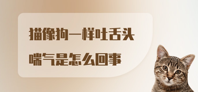 猫像狗一样吐舌头喘气是怎么回事