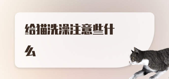 给猫洗澡注意些什么