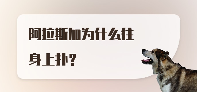 阿拉斯加为什么往身上扑？