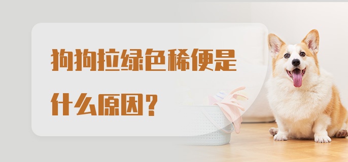 狗狗拉绿色稀便是什么原因?