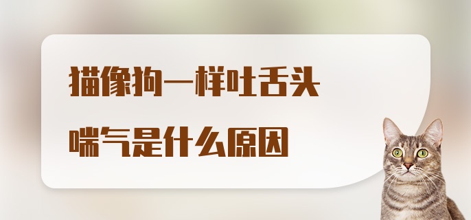 猫像狗一样吐舌头喘气是什么原因