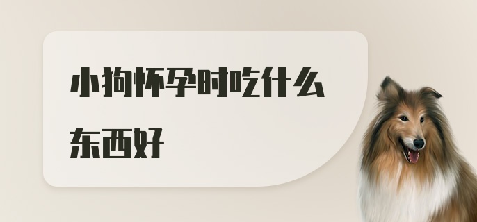 小狗怀孕时吃什么东西好