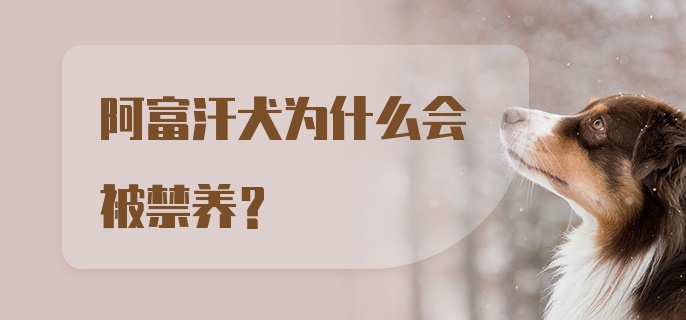 阿富汗犬为什么会被禁养？