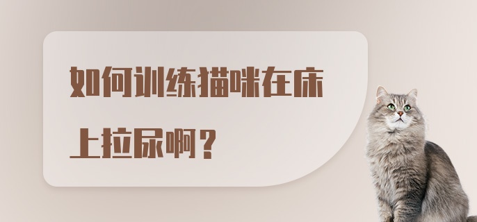 如何训练猫咪在床上拉尿啊？