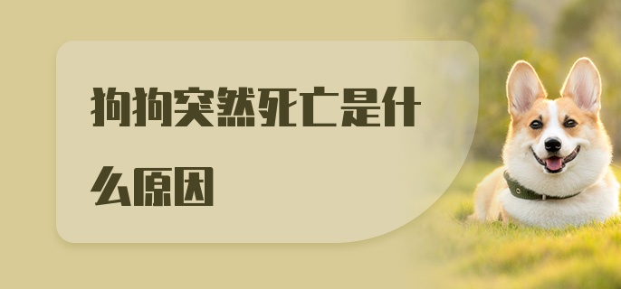 狗狗突然死亡是什么原因