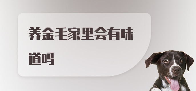 养金毛家里会有味道吗