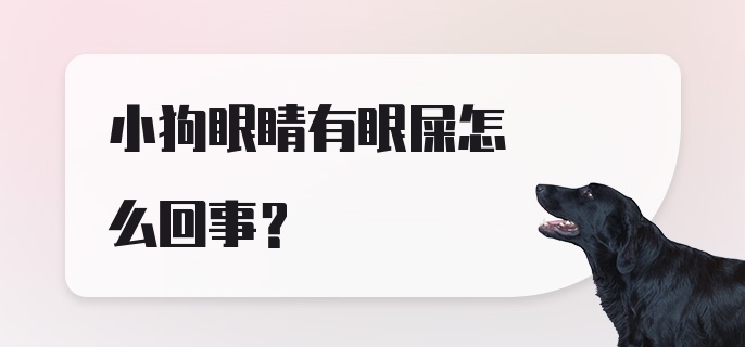 小狗眼睛有眼屎怎么回事?