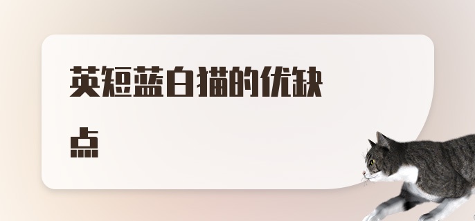 英短蓝白猫的优缺点