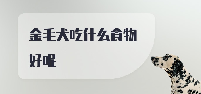 金毛犬吃什么食物好呢