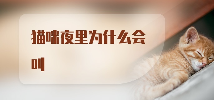 猫咪夜里为什么会叫