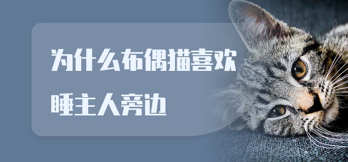 为什么布偶猫喜欢睡主人旁边