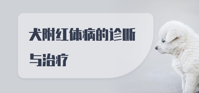 犬附红体病的诊断与治疗